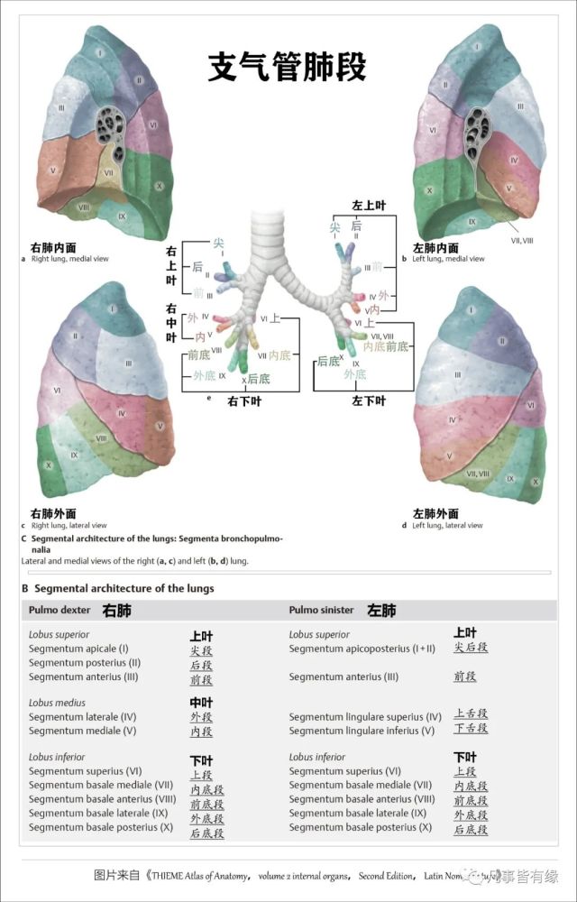 好漂亮的肺部解剖!