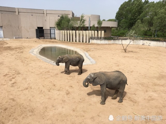 探访鄂尔多斯野生动物园,种类繁多,适合亲子游玩