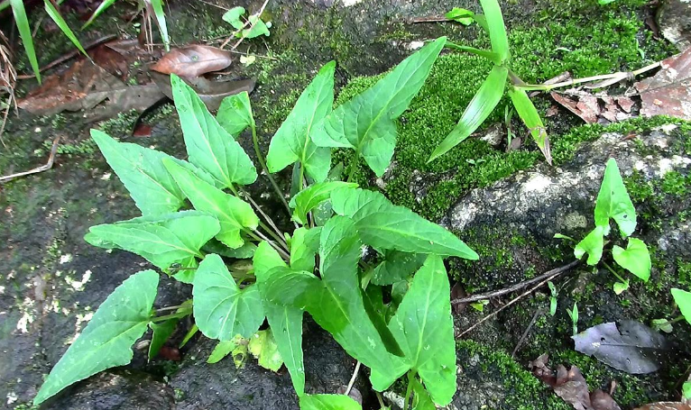 农村俗语"母牛常吃犁头草,春心常在不会老,是啥意思?