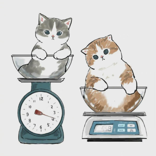 萌猫头像|减肥进行曲 快和你家臭闺蜜一起用吧