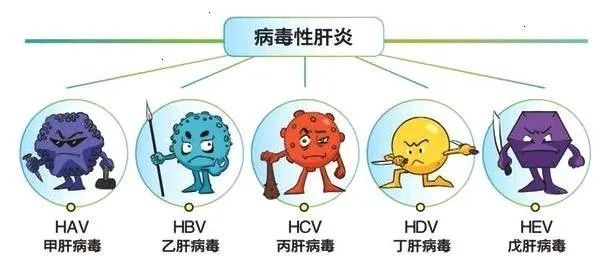 目前按病原学明确分类的有甲型,乙型,丙型,丁型,戊型五型肝炎病毒