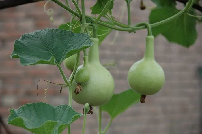 葫芦(lagenaria siceraria)是葫芦科葫芦属的攀援草本植物,它结出的