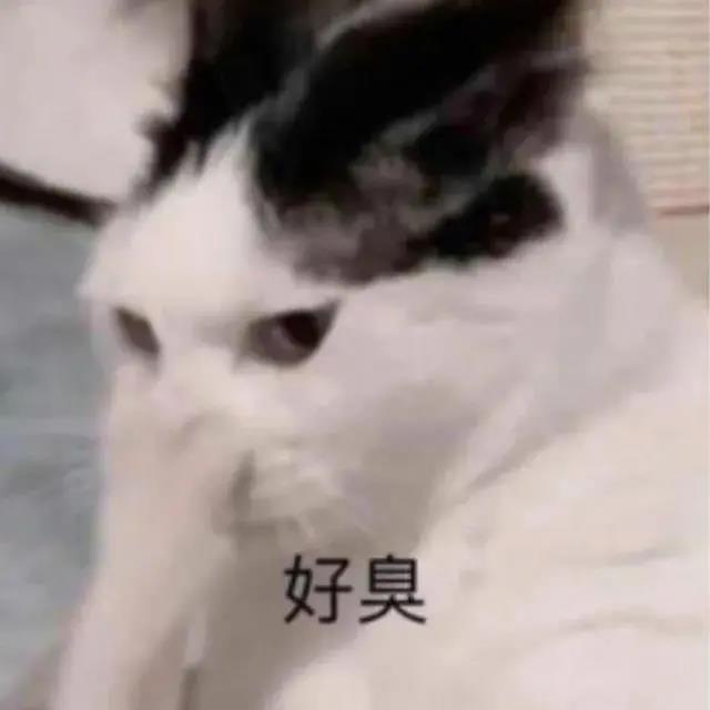 你该忙忙去吧,我继续去鬼混了‖猫猫头表情包