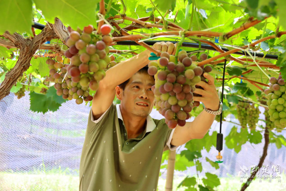 枝江董市:水果丰收时 "葡"写致富经