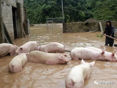 从牧原公布损失,看河南暴雨影响!