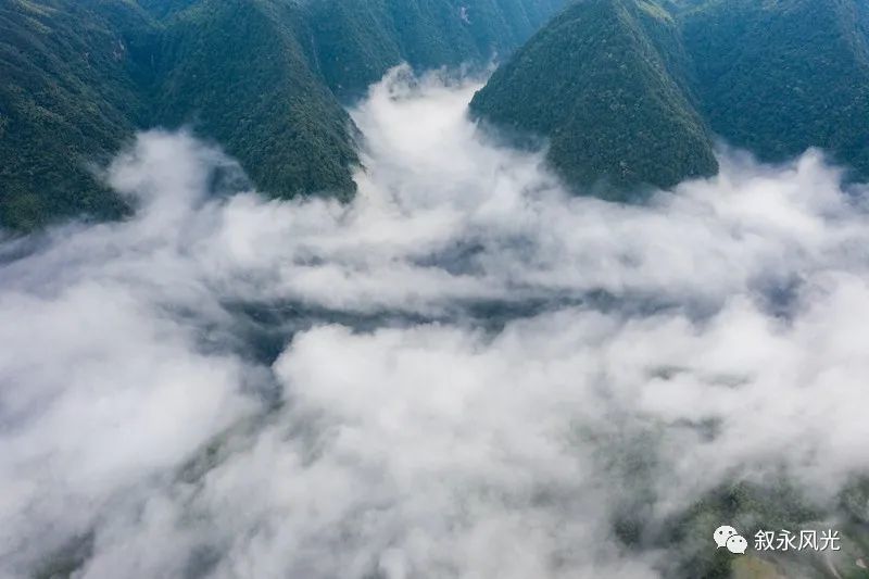 西溪的荷,画稿溪的雾