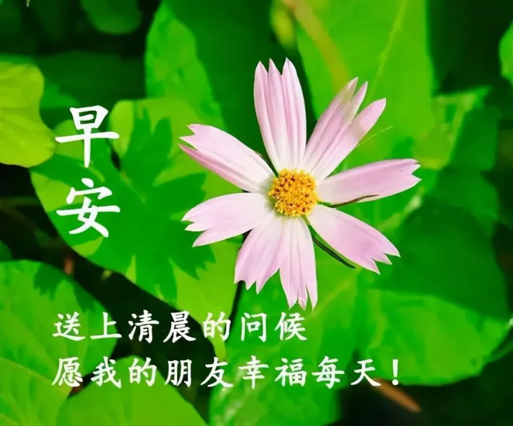 早上好朋友,特别漂亮的早安问候语图片,清晨祝福早上好的动态美图