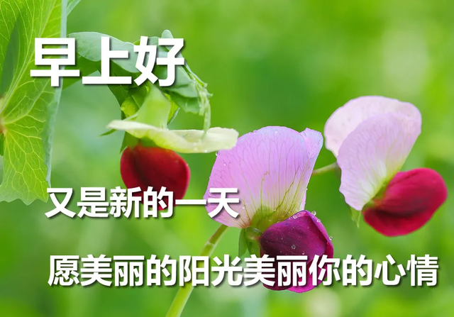 早上好朋友,最新早上好祝福温馨语句,早晨很美的早安祝福图片精选