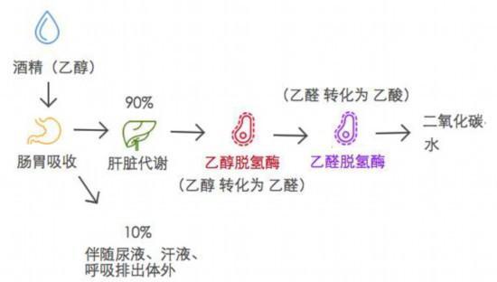 代谢过程来看,先是在消化道中被吸收进入血液,在肝脏中通过乙醇脱氢酶