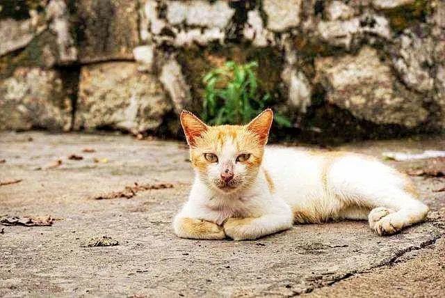 猫悟|当品种猫成为流浪猫后,毫无生存能力,等待它们的只有慢性死亡