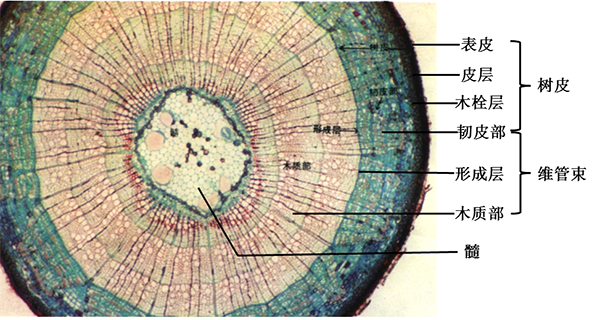 木质茎的结构由外向内依次为树皮(包括表皮和韧皮部),形成层,木质部