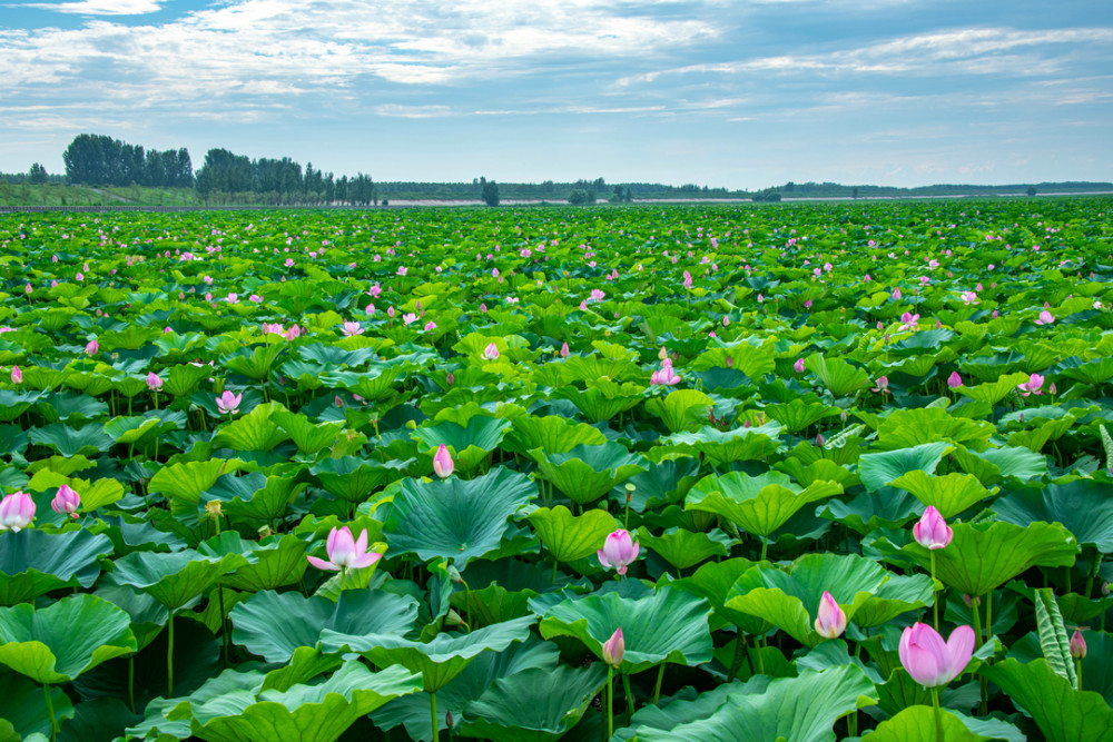 沈阳辽河七星湖景区3000亩荷花花开正艳