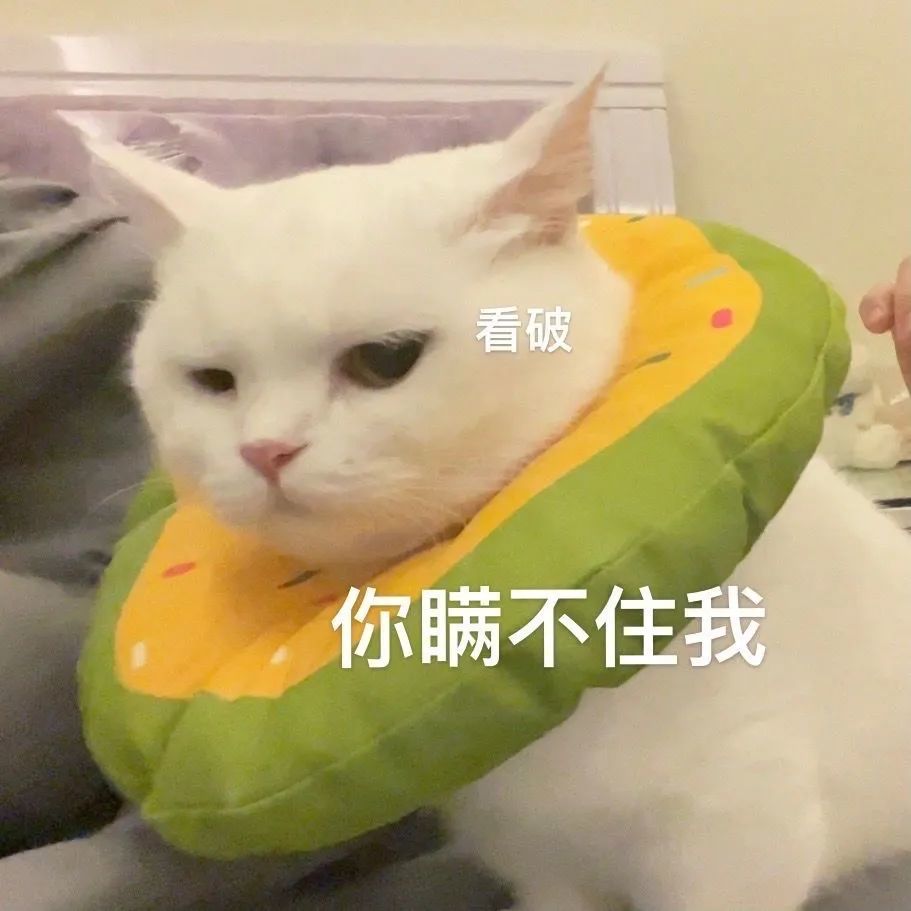 可爱猫猫表情包|"虽然皮,但是能吃"