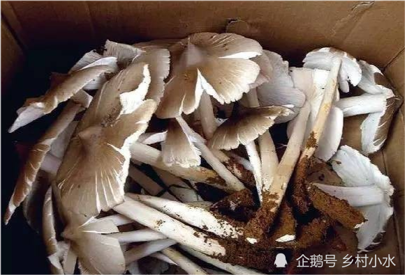 鸡枞是"菌中之王,你知道野生鸡枞菌是怎么生长的吗?