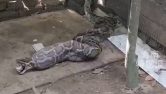 梦境交织，梦见帮老板养大蟒蛇，守护鸡群的隐秘寓意