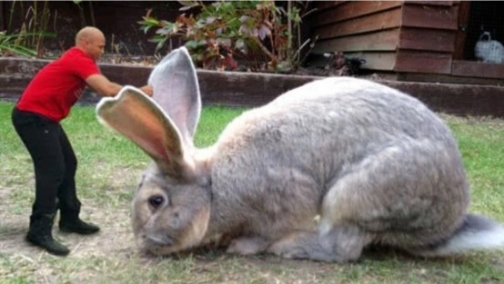 世界最大的兔子,每年要吃掉4000美元,四川人:怕是一锅