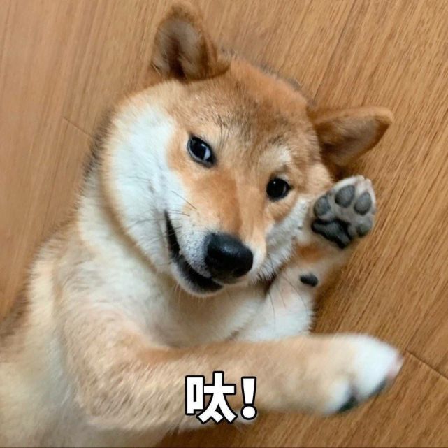 "那些搞怪又憨憨可爱的宠物头像"