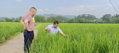 农技专家助农保水稻生产安全