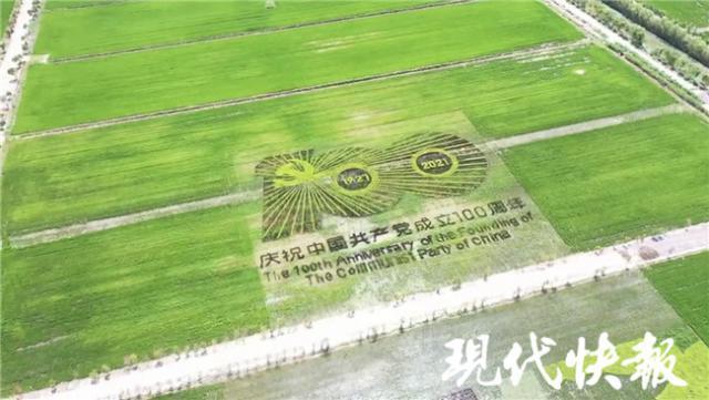 盐城东台特色稻田画进入最佳观赏期_腾讯新闻