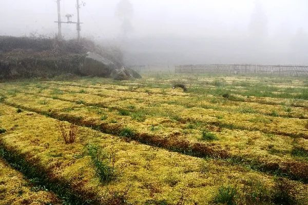 海花草的采摘