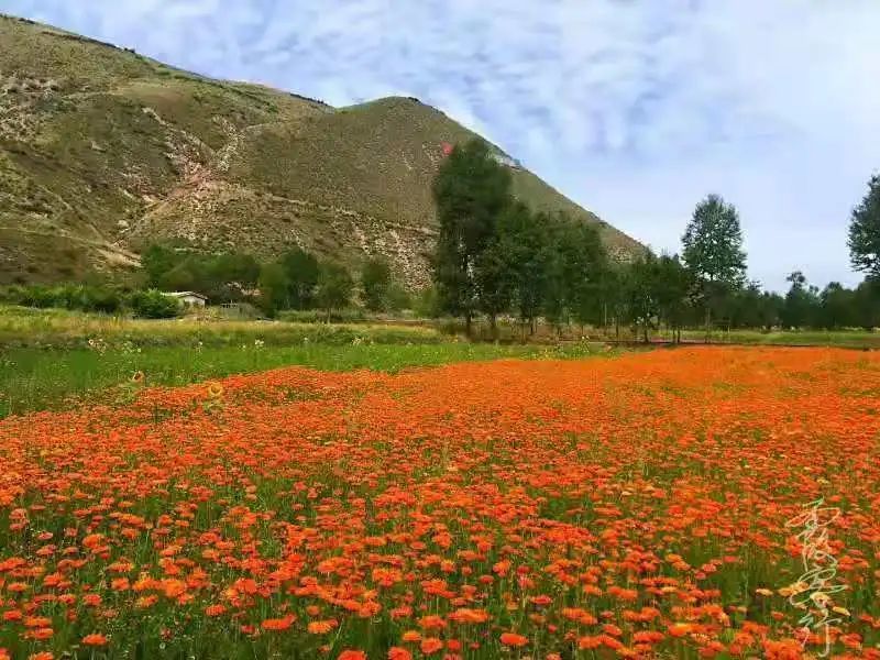 【乡村旅游】夏末秋临,西宁周边这些乡村旅游景点你都