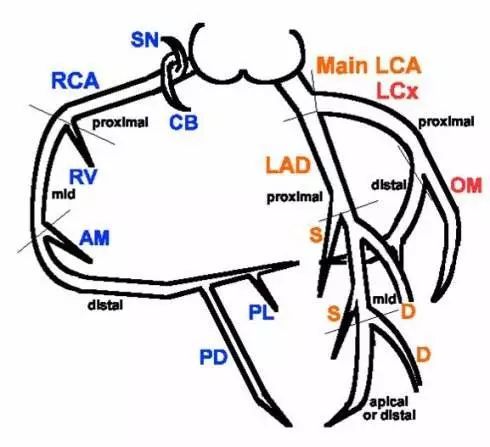 图3 冠脉分支示意图 再来看图3,前降支的分支不但有对角支(图中标记