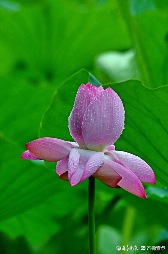 情报站|雨中来赏花!济南泉城公园荷花带雨,娇艳欲滴别样美