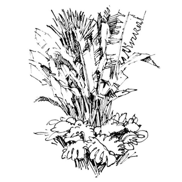 【手绘资源】景观植物画法详解!看完你也会画!