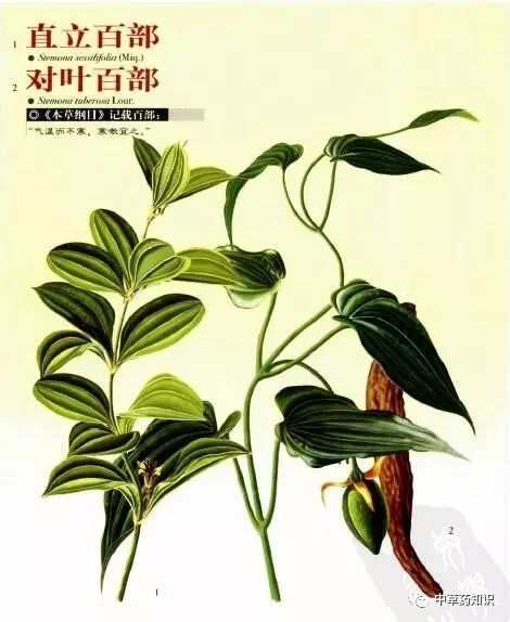 中药材:百部-直立百部