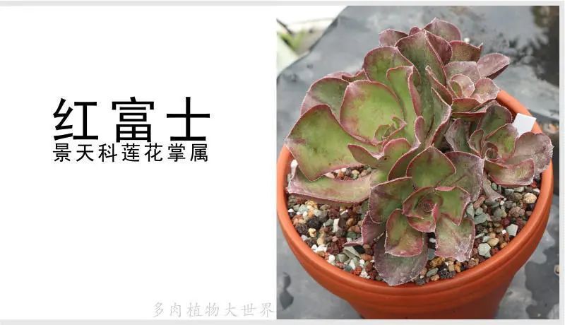 "红富士法师"景天科拟石莲花属多肉植物,中型种,莲座状