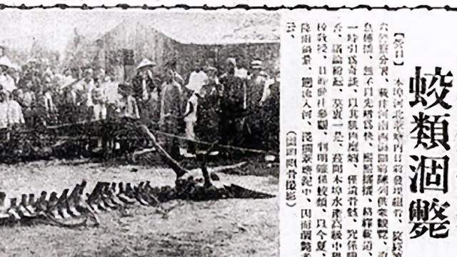 1934年营口坠龙事件一条龙掉在了芦苇塘里老百姓浇水也没救活