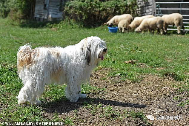 生来是牧羊犬却完全不会放羊狗狗被羊当成同胞玩得超开心