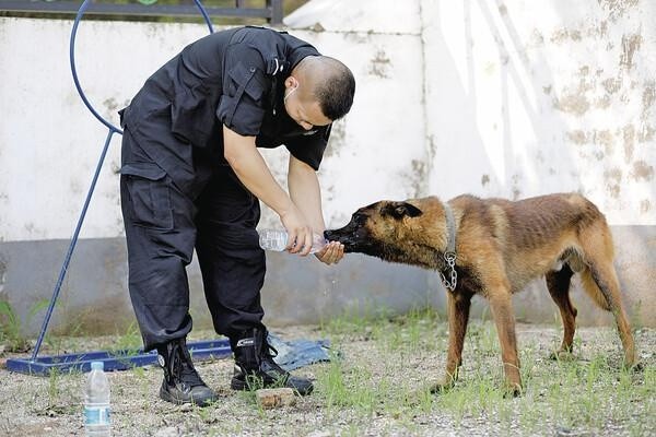 在训导员的指令下警犬完成动作 训练途中喂"战友"喝水 毕力格 赖志强