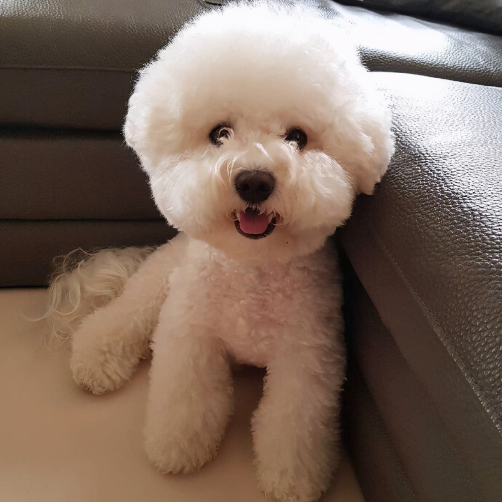 国人最爱的比熊犬,无奈却有