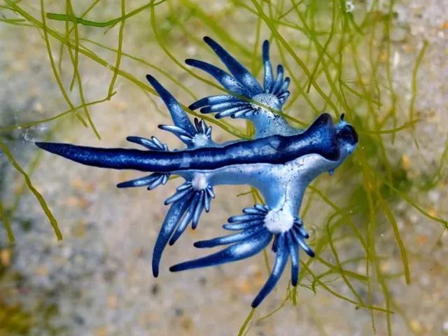 蓝龙-也被称为蓝色天 神 ,这种迷人的海蛞蝓的蓝色上半身有助于它与