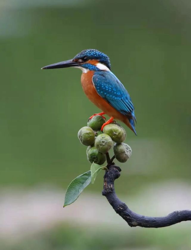 discover shenzhen|the common kingfisher 普通翠鸟