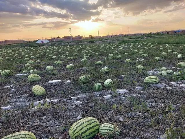 硒砂瓜一年一茬,为什么被局部禁种?