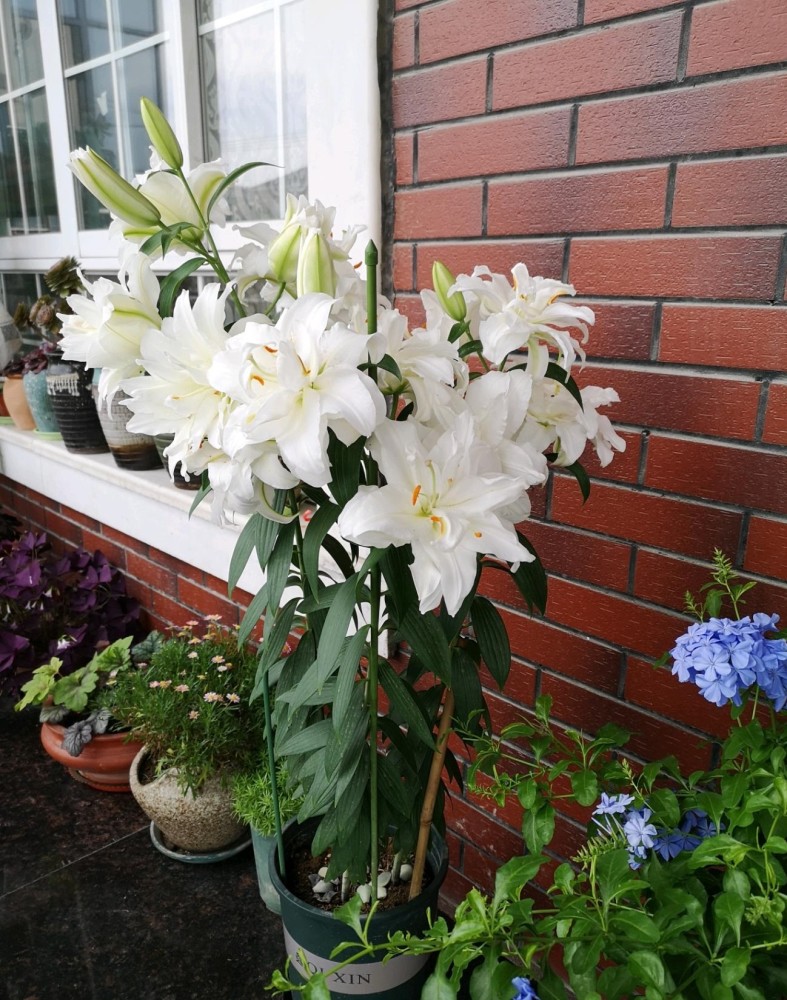 重瓣百合花"滑雪板"—花朵又大又美,浓香四溢,阳台也能养