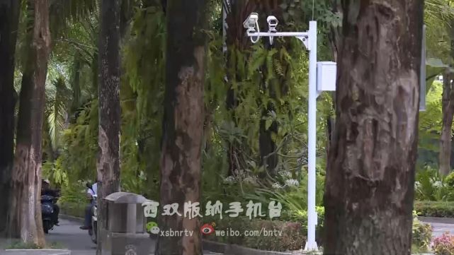 人要脸树要皮!绿化树被恶意剥皮,谁干的?