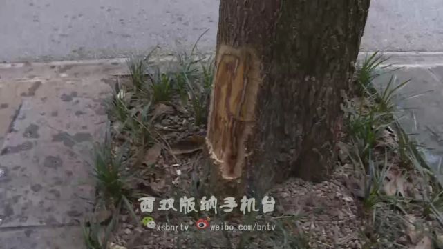 人要脸树要皮!绿化树被恶意剥皮,谁干的?