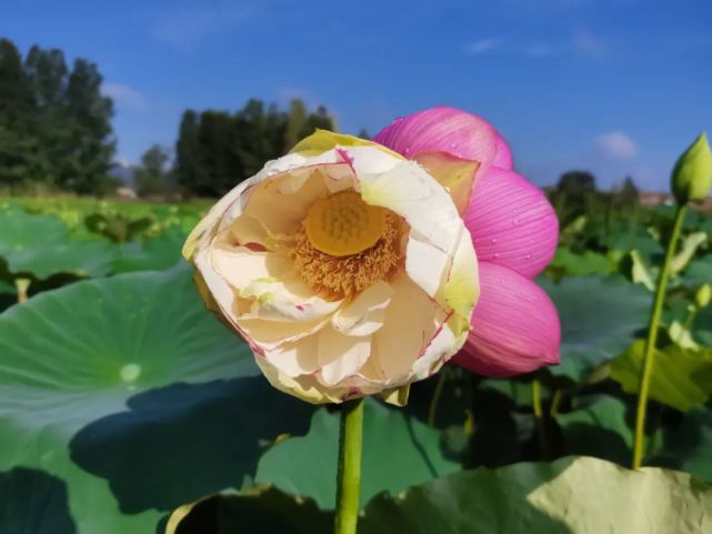 生物多样性之美,罕见"双色并蒂莲"花开普者黑