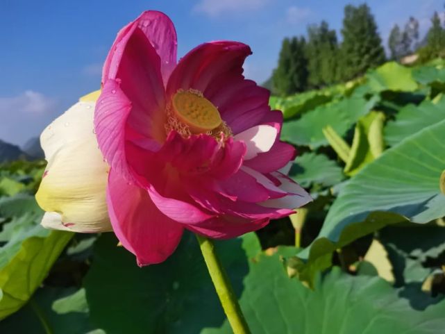 生物多样性之美,罕见"双色并蒂莲"花开普者黑