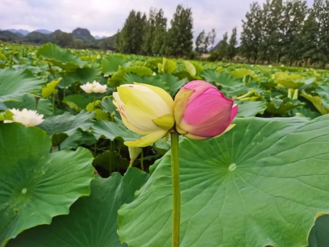 生物多样性之美,罕见"双色并蒂莲"花开普者黑