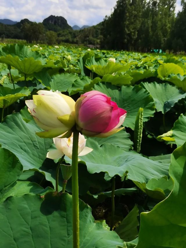 生物多样性之美,罕见"双色并蒂莲"花开普者黑