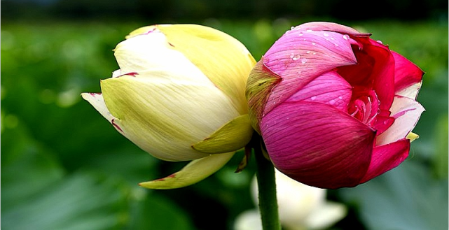 生物多样性之美,罕见"双色并蒂莲"花开普者黑