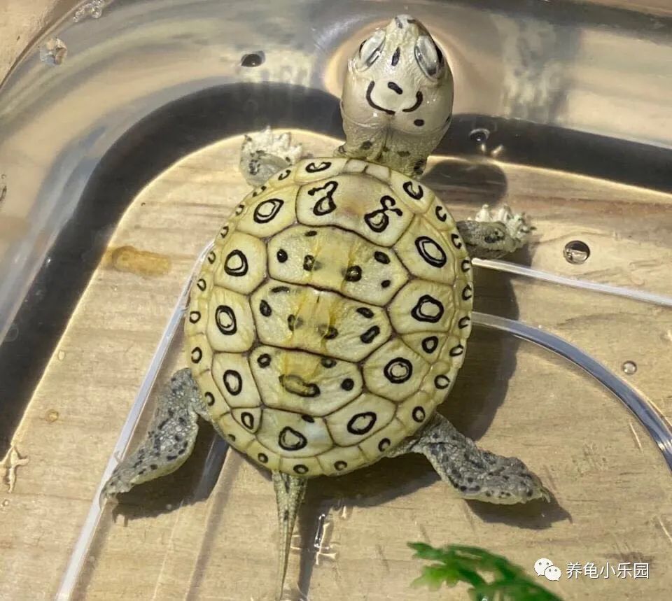(长得太像了,要分辨还真有点难) 格兰德龟 :钻纹龟,钻纹龟有7个亚种