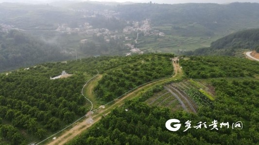 6月底,位于贵定县德新镇新铺村的800亩黄桃基地里,1600米长的单轨运输