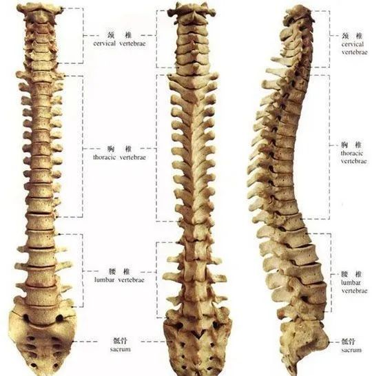 人体有二十四节脊椎.