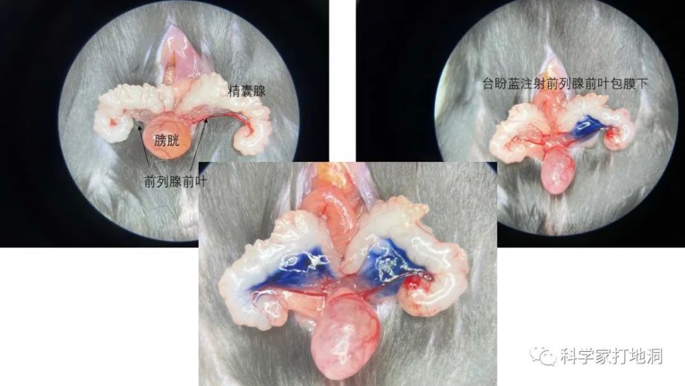 一开始,使用大鼠和昆明鼠做了预实验,怎么也找不到前列腺的位置,白白