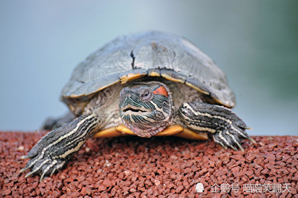 乌龟的寿命很长,能活超过50年,必须确定能长时间照顾.